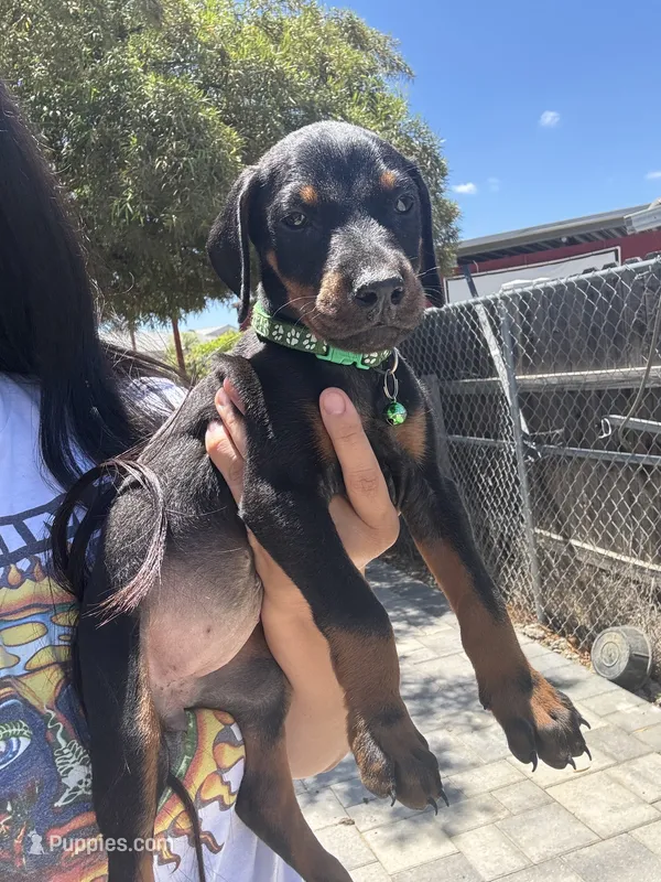 Green Colar  – Doberman Pinscher puppy for sale in Hemet, CA