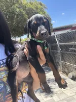 Green Colar , a female Doberman Pinscher for sale in Hemet, CA – 3 of 6