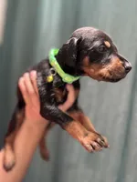 Lime green, a male Doberman Pinscher for sale in Hemet, CA – 2 of 2