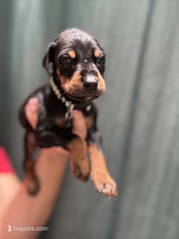 Black colar – Doberman Pinscher puppy for sale in Hemet, CA