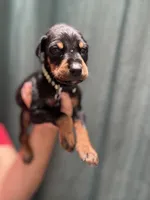 Black colar, a male Doberman Pinscher for sale in Hemet, CA – 1 of 2