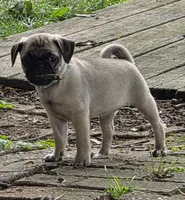 Millie, a female Pug for sale in Lebanon, PA – 3 of 9