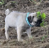 Millie, a female Pug for sale in Lebanon, PA – 5 of 9