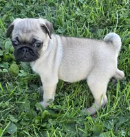 Mickey , a male Pug for sale in Lebanon, PA – 5 of 5
