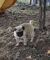 Charlie , a male Pug for sale in Lebanon, PA – 5 of 8