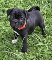 Zoey , a female English Bulldog and Pug for sale in Lebanon, PA – 3 of 6