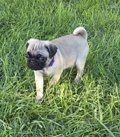 Sadie, a female Pug for sale in Lebanon, PA – 4 of 6