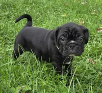 Teddy , a male English Bulldog and Pug for sale in Lebanon, PA – 3 of 7