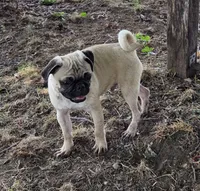 Charlie , a male Pug for sale in Lebanon, PA – 3 of 8