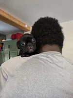Azalea , a female Pug for sale in Lebanon, PA – 6 of 8