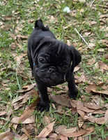 Toby , a male Pug for sale in Zolfo Springs, FL – Photo 3 of 3