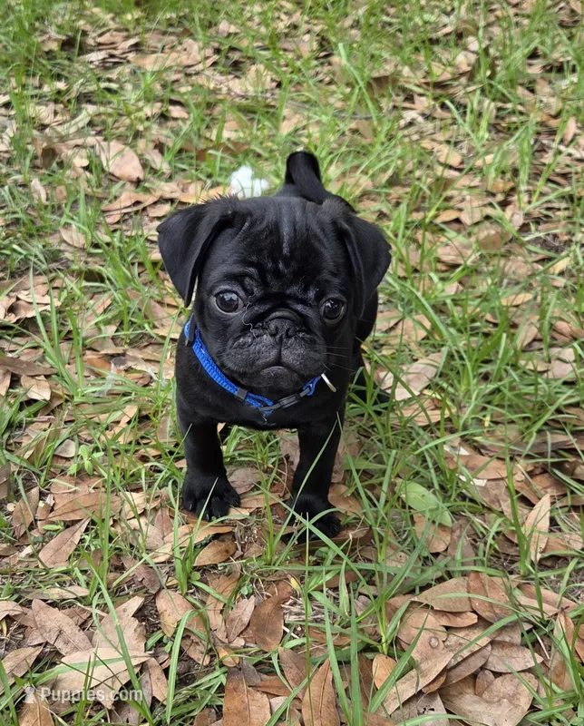 Toby  – Pug puppy for sale in Zolfo Springs, FL