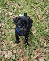 Toby , a male Pug for sale in Zolfo Springs, FL – Photo 1 of 3