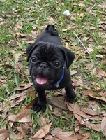 Toby , a male Pug for sale in Zolfo Springs, FL – Photo 2 of 3