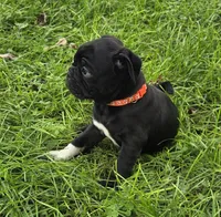Zoey , a female English Bulldog and Pug for sale in Lebanon, PA – 2 of 6
