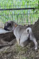Benny, a male Pug for sale in Lebanon, PA – 5 of 7