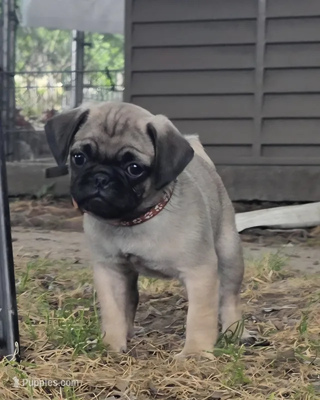 Benny, a male Pug for sale in Lebanon, PA – 1 of 7