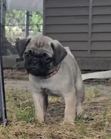 Benny, a male Pug for sale in Lebanon, PA – 1 of 7
