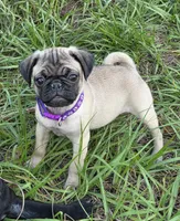 Violet , a female Pug for sale in Zolfo Springs, FL – Photo 1 of 5