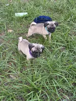 Violet , a female Pug for sale in Zolfo Springs, FL – Photo 5 of 5