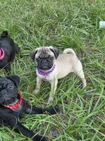 Violet , a female Pug for sale in Zolfo Springs, FL – Photo 4 of 5