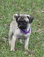 Violet , a female Pug for sale in Zolfo Springs, FL – Photo 2 of 5
