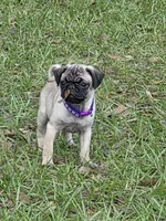 Violet , a female Pug for sale in Zolfo Springs, FL – Photo 3 of 5