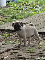 Millie, a female Pug for sale in Lebanon, PA – 7 of 9