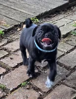 Bruno, a male Pug for sale in Lebanon, PA – 4 of 8