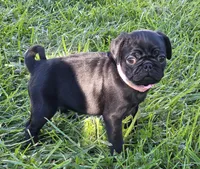 Josie , a female Pug for sale in Lebanon, PA – 5 of 5