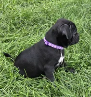 Poppy , a female English Bulldog and Pug for sale in Lebanon, PA – 7 of 7