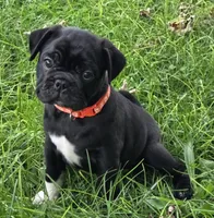 Zoey , a female English Bulldog and Pug for sale in Lebanon, PA – 4 of 6