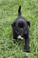 Poppy , a female English Bulldog and Pug for sale in Lebanon, PA – 3 of 7