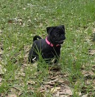Peony , a female Pug for sale in Zolfo Springs, FL – Photo 1 of 2