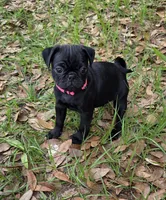 Peony , a female Pug for sale in Zolfo Springs, FL – Photo 2 of 2