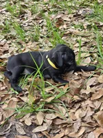 Sunshine , a female Pug for sale in Zolfo Springs, FL – Photo 4 of 4