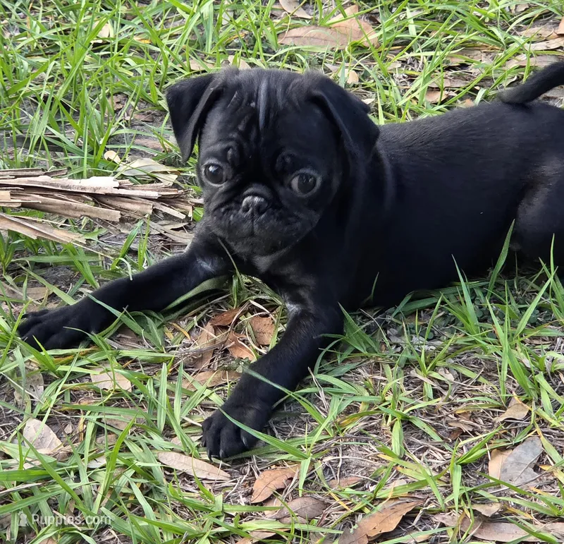 Sunshine  – Pug puppy for sale in Zolfo Springs, FL