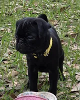 Sunshine , a female Pug for sale in Zolfo Springs, FL – Photo 2 of 4
