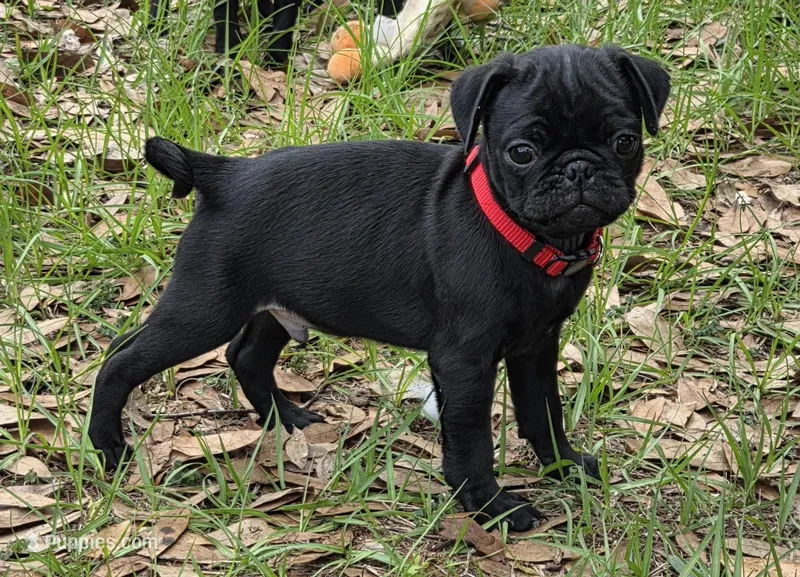 Max – Pug puppy for sale in Zolfo Springs, FL