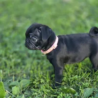 Josie , a female Pug for sale in Lebanon, PA – 2 of 5