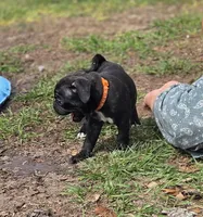 Blossom , a female English Bulldog and Pug for sale in Zolfo Springs, FL – Photo 2 of 5