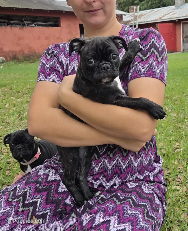 Blossom  – English Bulldog, Pug puppy for sale in Zolfo Springs, FL