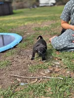 Blossom , a female English Bulldog and Pug for sale in Zolfo Springs, FL – Photo 5 of 5
