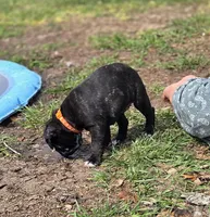 Blossom , a female English Bulldog and Pug for sale in Zolfo Springs, FL – Photo 4 of 5