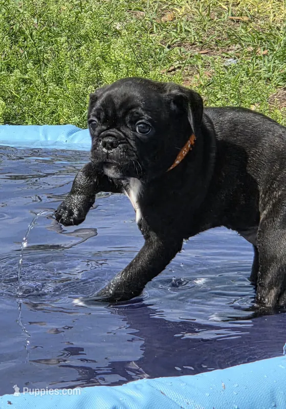 Blossom  – English Bulldog, Pug puppy for sale in Zolfo Springs, FL