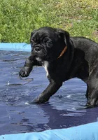 Blossom , a female English Bulldog and Pug for sale in Zolfo Springs, FL – Photo 1 of 5