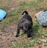 Blossom , a female English Bulldog and Pug for sale in Zolfo Springs, FL – Photo 3 of 5