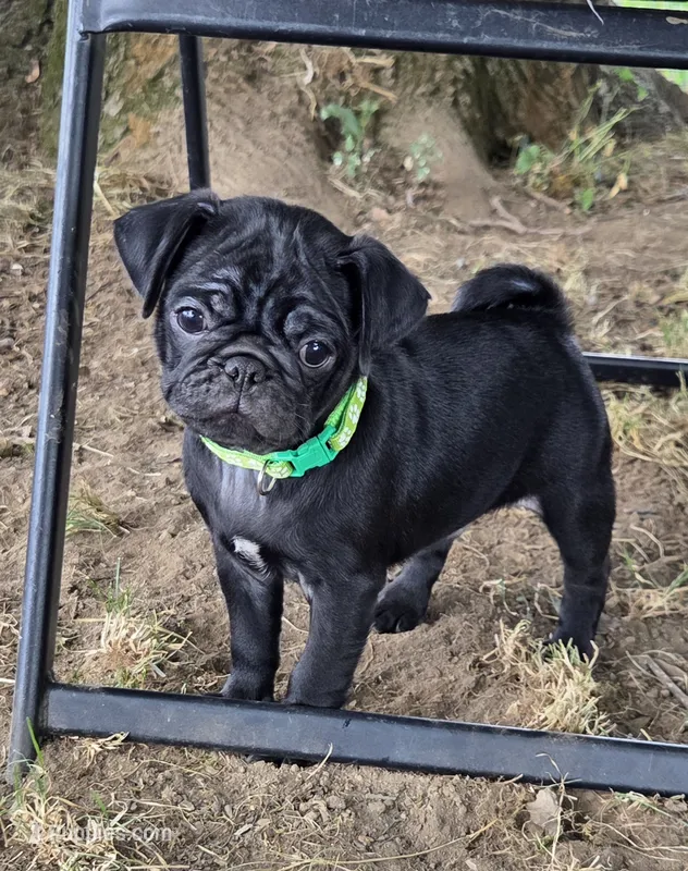Brody  – Pug puppy for sale in Lebanon, PA