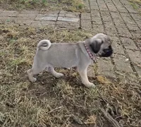 Benny, a male Pug for sale in Lebanon, PA – 2 of 7