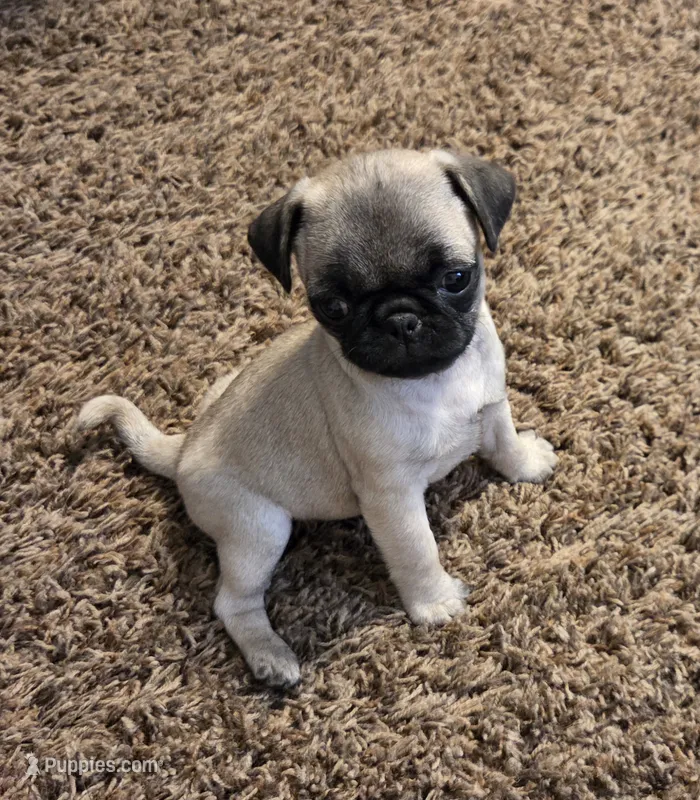 Pipsqueak, a male Pug for sale in Lebanon, PA – 1 of 8